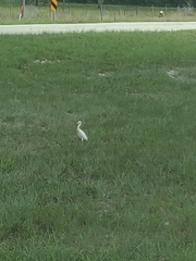 Bubulcus ibis image
