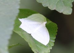 Acropteris illiturata