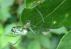 Leucauge venusta