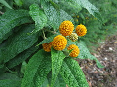 Buddleja globosa