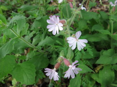 Silene × hampeana