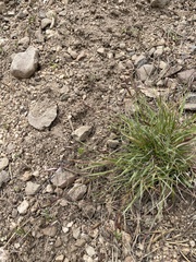 Danthonia unispicata