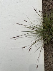 Danthonia unispicata