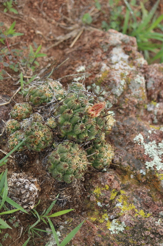 Thelocactus leucacanthus