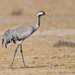 Common Crane - Photo (c) Tarique Sani, some rights reserved (CC BY-NC-SA)