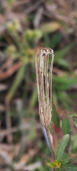 Ludwigia bonariensis