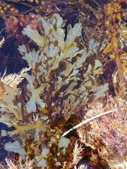 Dictyopteris undulata