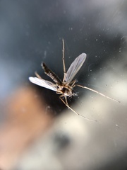 Chironomus