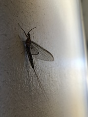 Hexagenia