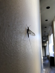 Hexagenia