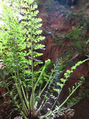 Asplenium cimmeriorum