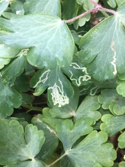 Phytomyza aquilegivora
