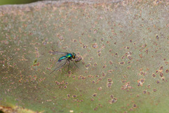 Condylostylus armipes