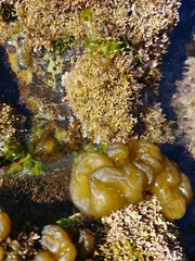 Leathesia marina