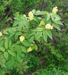 Sambucus racemosa