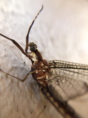 Hexagenia