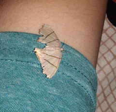 Lepidoptera