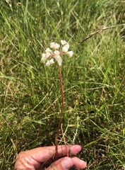 Allium