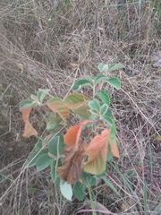 Croton heliotropiifolius