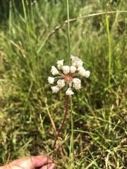 Allium