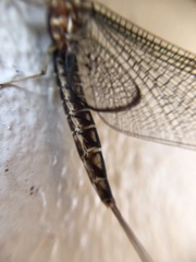 Hexagenia