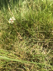 Allium