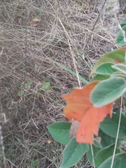 Croton heliotropiifolius