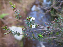 Epacris pauciflora