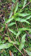 Image of Persicaria maculosa