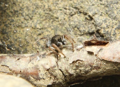 Habronattus borealis