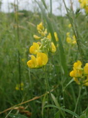 Lathyrus pratensis