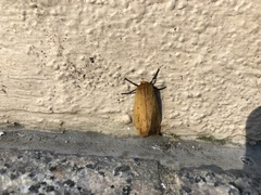 Pyrrharctia isabella