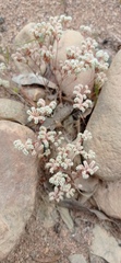Chaetonychia cymosa