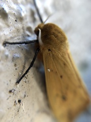 Pyrrharctia isabella