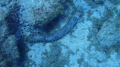 Holothuria mammata