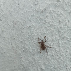 Pantomorus cervinus