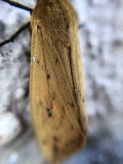 Pyrrharctia isabella