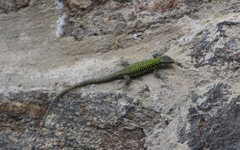 Podarcis muralis