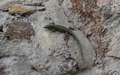 Podarcis muralis