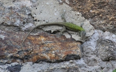Podarcis muralis
