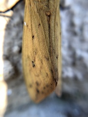 Pyrrharctia isabella