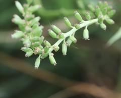 Triglochin concinna concinna