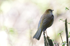 Catharus occidentalis