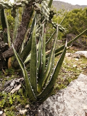 Agave albomarginata