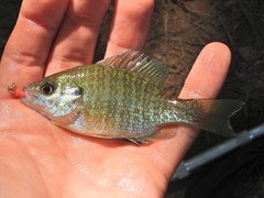 Lepomis auritus × macrochirus