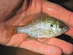 Lepomis auritus × macrochirus