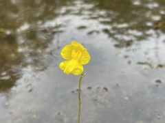Utricularia striata
