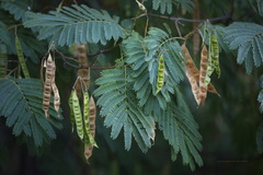 Albizia julibrissin
