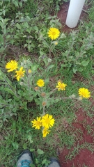 Heterotheca inuloides