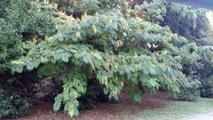 Albizia julibrissin